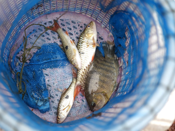 笼子里的鱼图片下载