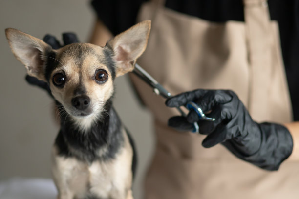 狗的理发师，动物修剪，宠物理发，美容师在美容院给小狗剪毛图片下载