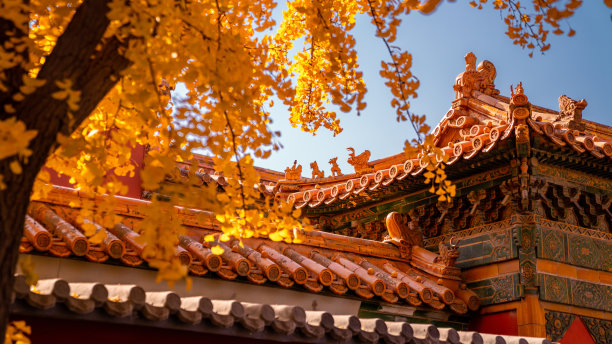 北京紫禁城秋银杏图片下载