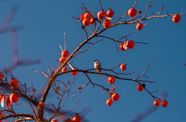 北京紫禁城柿子图片下载
