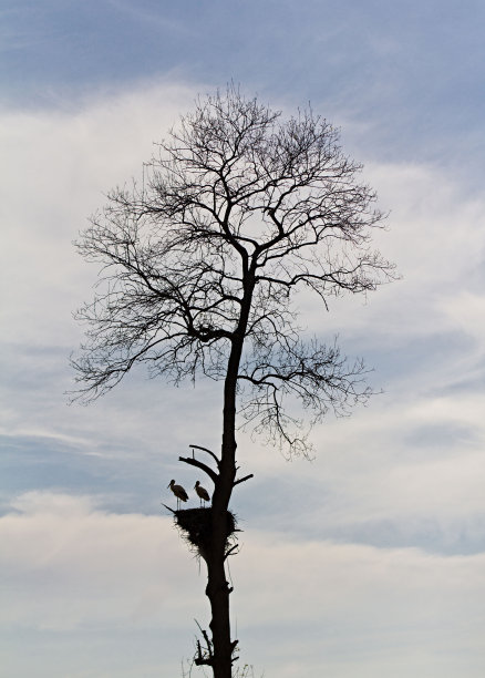两只鹳在同一棵树上筑巢图片下载