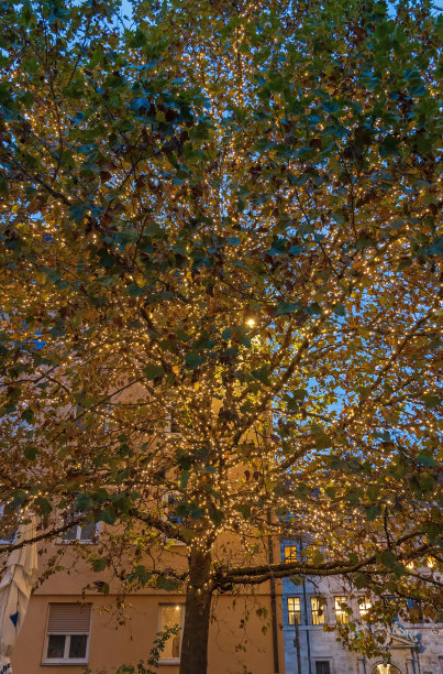 树上挂着一串灯图片下载