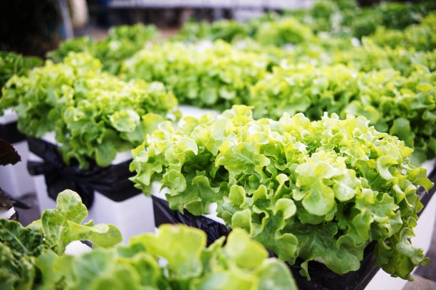 家庭菜园有机蔬菜水培沙拉栽培图片下载