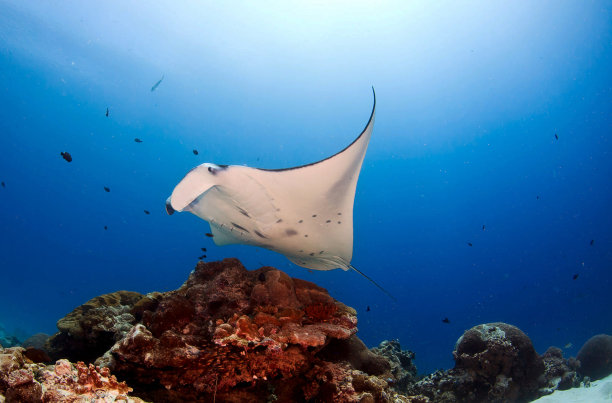 创意水下图片图片下载