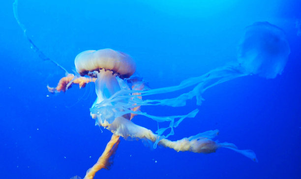 创意水下图片图片下载