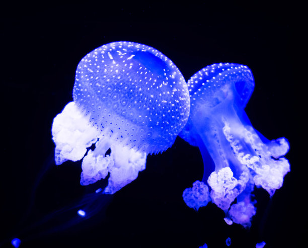 创意水下图片图片下载