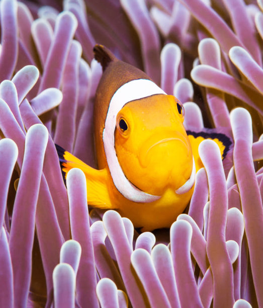 创意水下图片图片下载