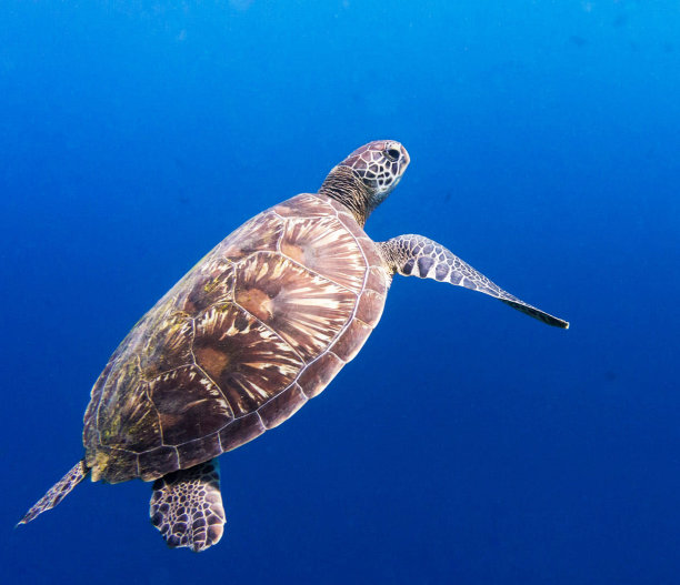 创意水下图片图片下载