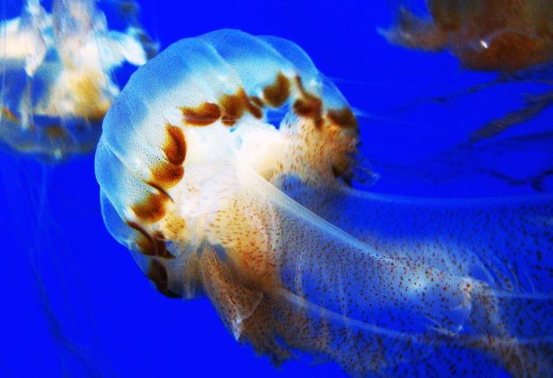 创意水下图片图片下载