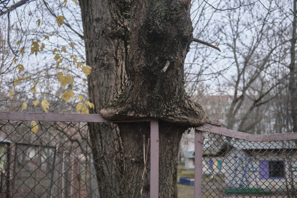 最老的树已经长成了篱笆图片下载