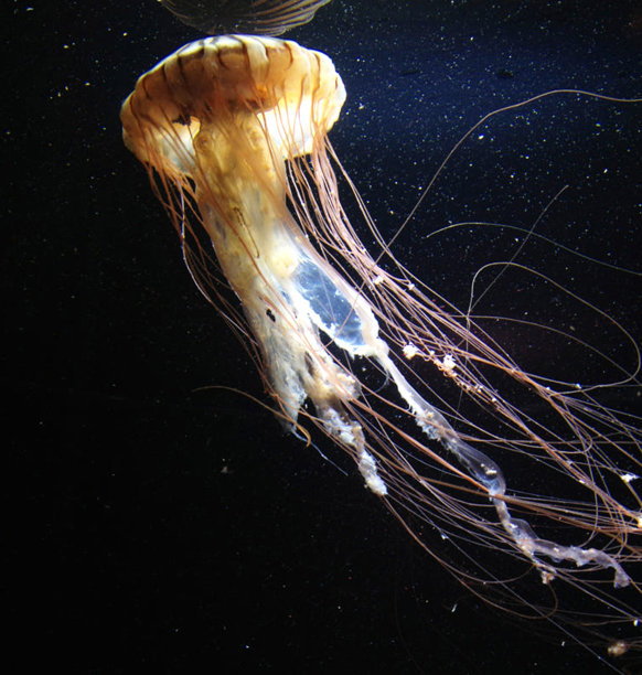 创意水下图片图片下载