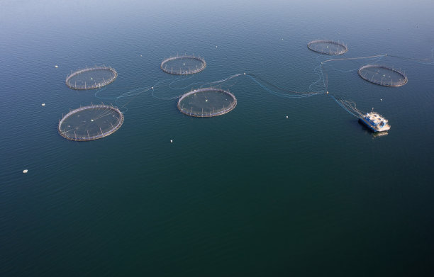 渔场鲑鱼在自然环境下的渔网周围的阿格利尔湖和布特苏格兰图片下载
