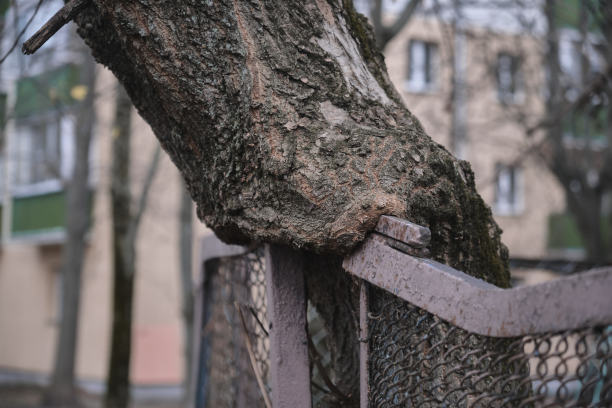 最老的树已经长成了篱笆图片下载