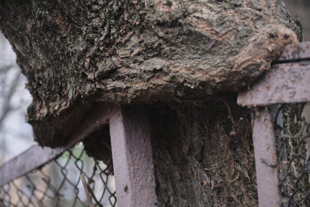 最老的树已经长成了篱笆图片下载