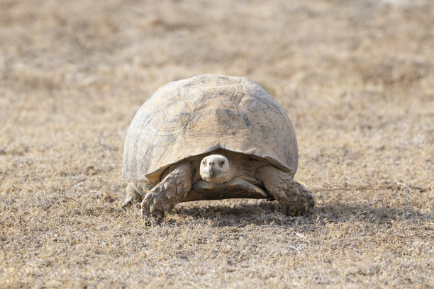 豹龟（Testudo pardalis）图片下载