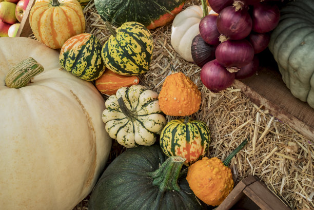 五颜六色的南瓜，南瓜和葫芦图片下载