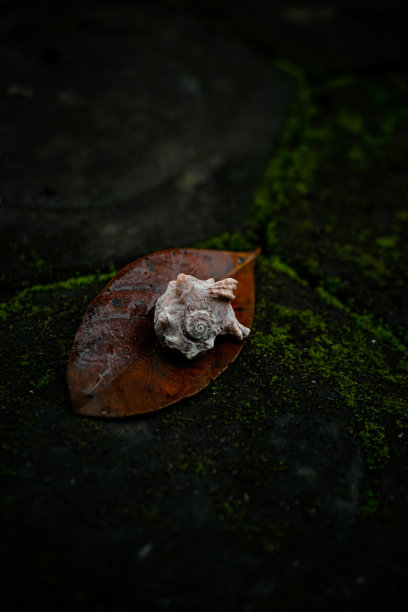 海螺壳图片下载