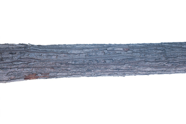 木材树在白色背景与修剪路径图片下载