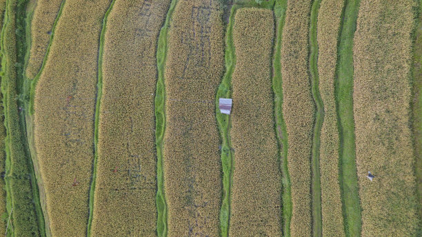 巴厘岛梯田稻田图片下载