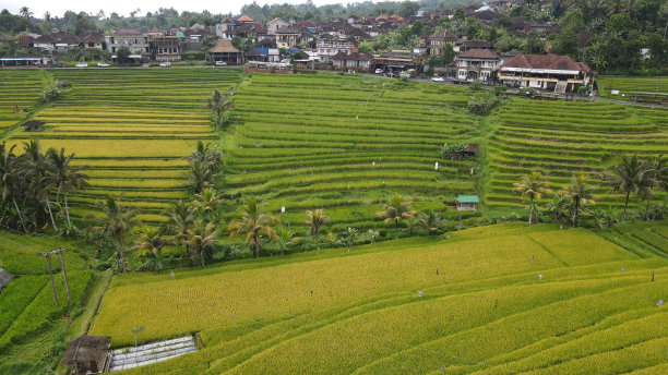 巴厘岛梯田稻田图片下载