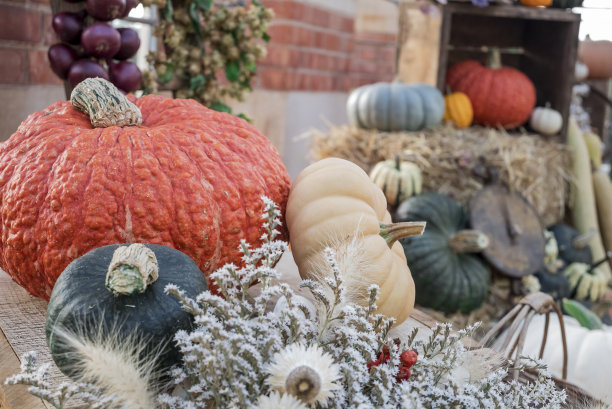 五颜六色的南瓜，南瓜和葫芦图片下载
