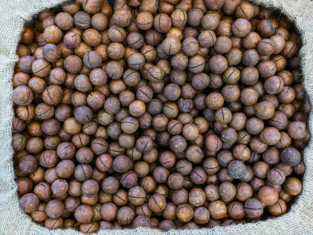 澳洲坚果的口感。背景去壳坚果。背景夏威夷坚果特写图片下载