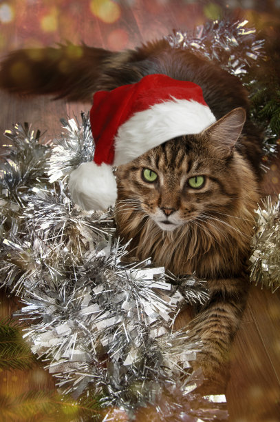 美丽的棕色缅因猫在新年的金箔附近看着相机图片下载