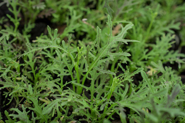 农场里的新鲜绿叶莴苣图片下载