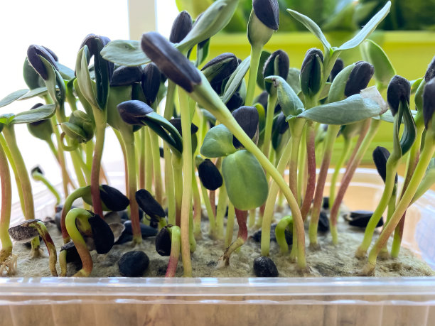 微绿色向日葵种子，根系紧密，有选择性。健康饮食，居家园艺理念。家庭微绿栽培图片下载