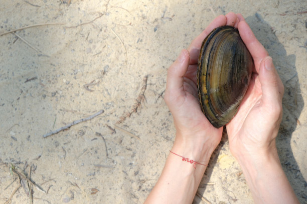 女子手中的淡水贻贝壳。女人手腕上写着爱的红色手镯。沙子的背景。图片下载