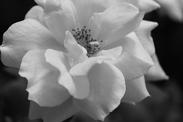 黑白玫瑰花微距镜头图片下载