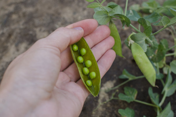 绿色的豌豆在一个豆荚新鲜，妇女的手从床在花园特写。图片下载
