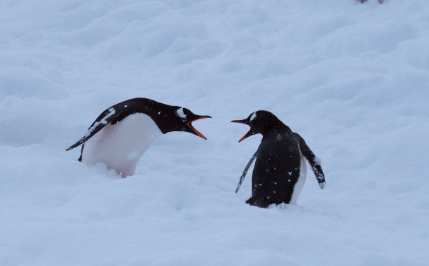初春时节，南极洲的企鹅。图片下载