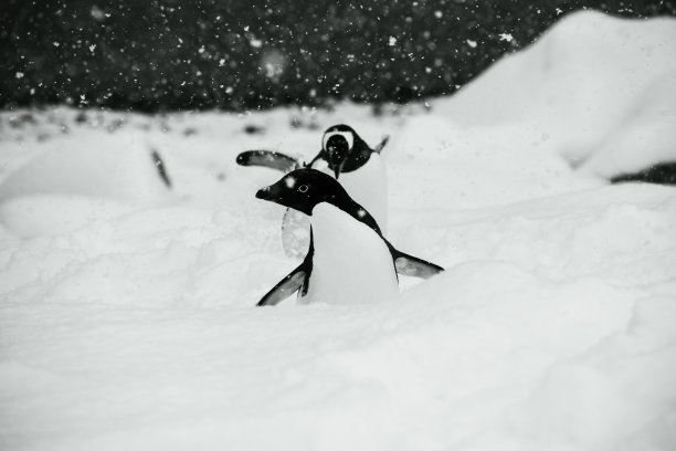 初春时节，南极洲的企鹅。图片下载