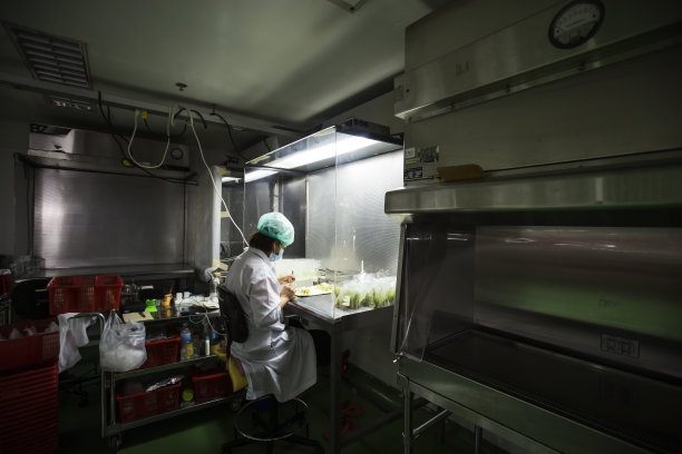 组织培养或植物培养图片下载