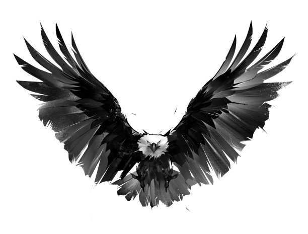 艺术肖像的飞禽鹰在一个白色的背景图片下载