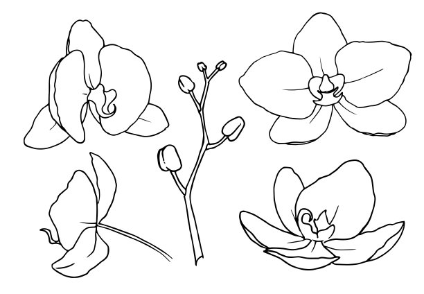 蝴蝶兰。矢量手绘的热带植物的花卉插图在直线艺术风格。在孤立的背景上，用黑白两色勾勒草图。植物轮廓图图片下载