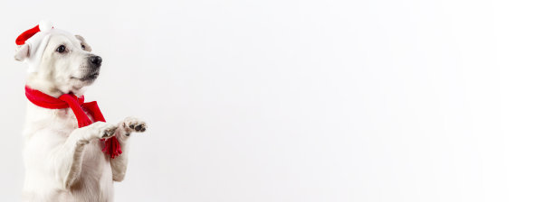 新年前夜的照片，一只狗戴着圣诞老人的帽子，它站在它的后腿上。图片下载