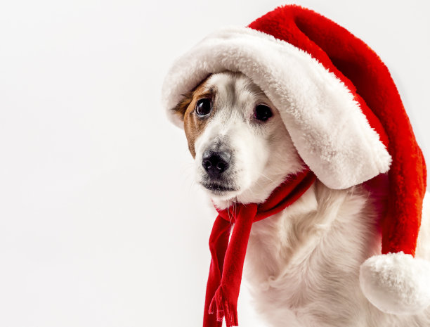 一只戴着圣诞帽的搞笑狗的肖像，还有写文字的空间图片下载