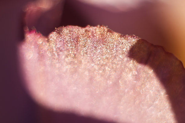 离焦抽象紫色背景。夏天花园里粉色叶子的本质。天然的紫罗兰是植物的叶子。春天背景封面页环境生态壁纸。焦距模糊图片下载