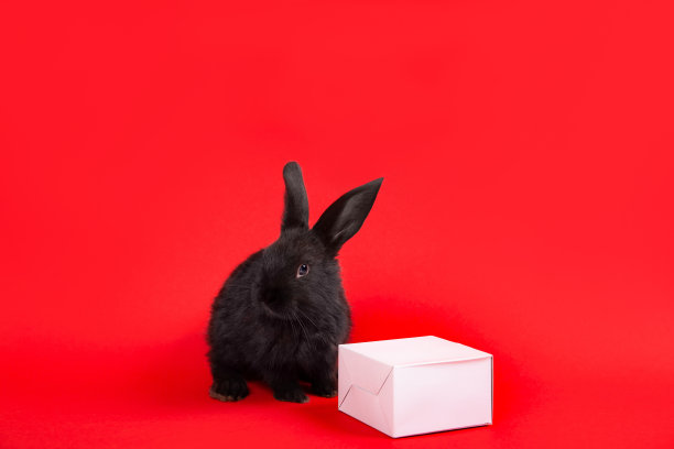 一只黑兔子坐在红色背景的白色纸盒里。根据中国生肖历法，兔是2023年的象征。新年贺卡。农场动物。可爱的宠物家庭图片下载