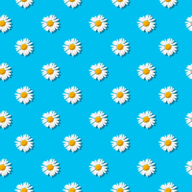 天蓝色背景上的洋甘菊图片下载