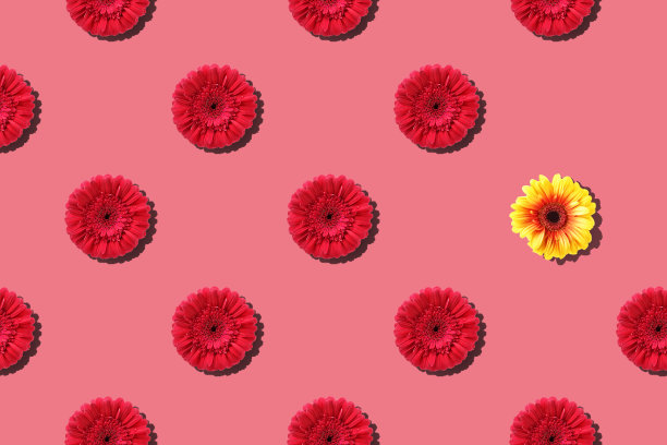 静物与红花图片下载