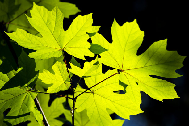 枫叶在霍斯山地区公园，北萨尼奇，卑诗加拿大图片下载