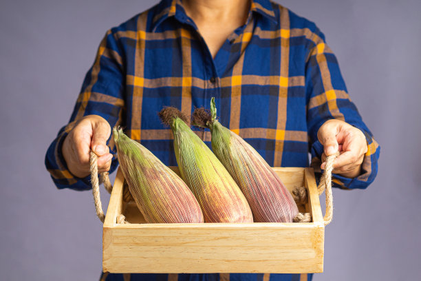 站在灰色背景上的农民手里拿着一个装着紫色玉米或暹罗红宝石皇后的木箱图片下载