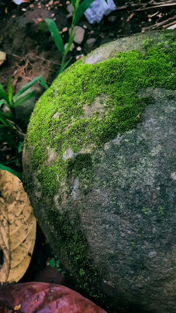 长满青苔的石头图片下载