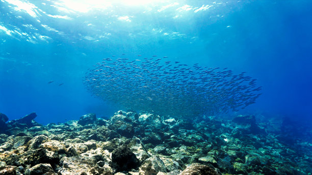 光线中的小鱼群图片下载