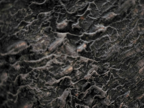 森林中树皮的抽象背景图片下载