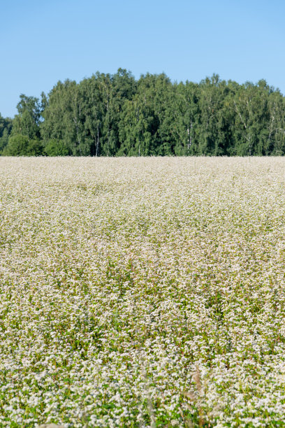 荞麦农田图片下载