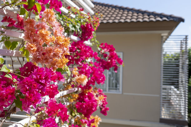 阳台栅栏边盛开的三角梅或纸花。图片下载